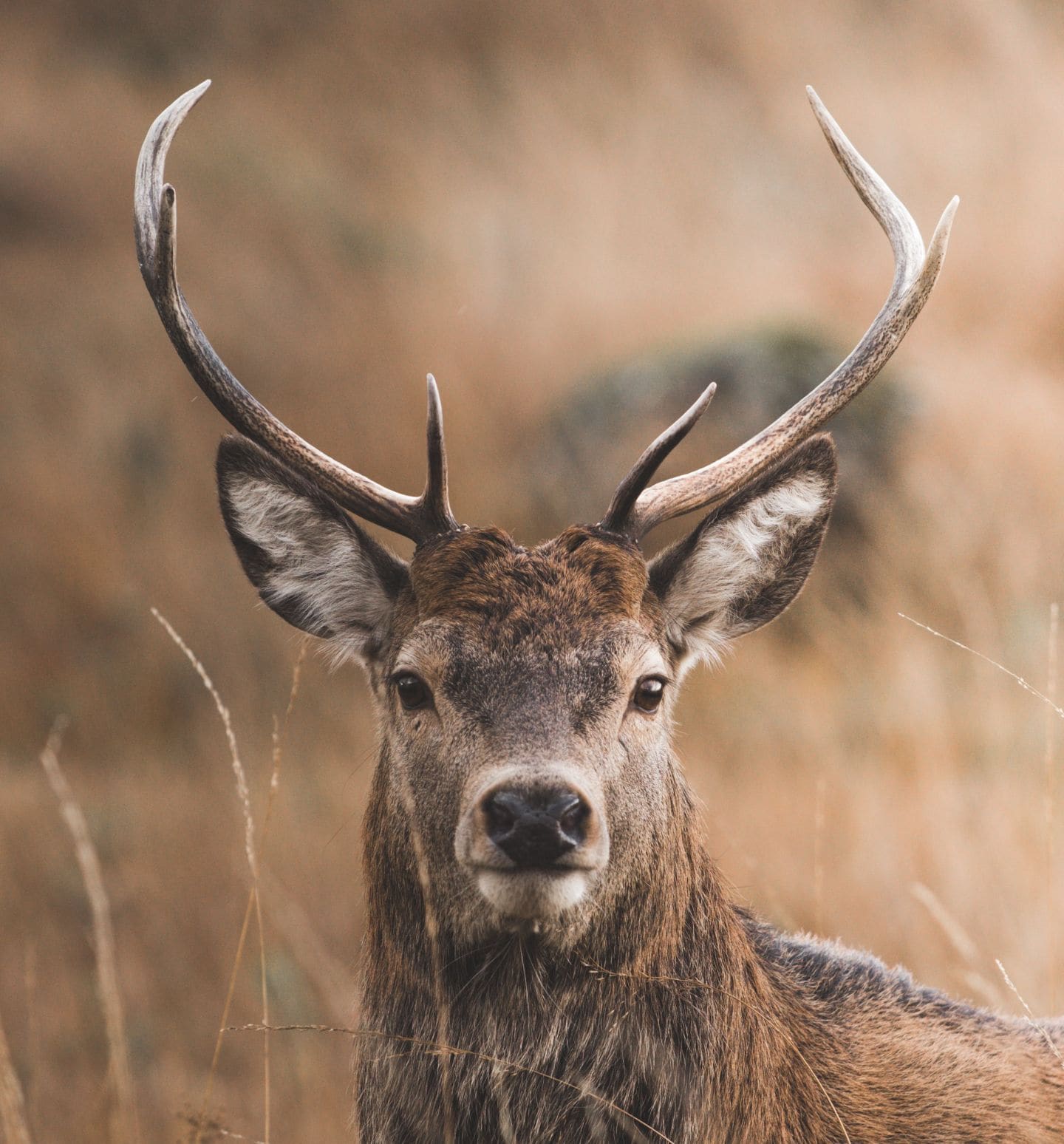 Deer in the Dolomites