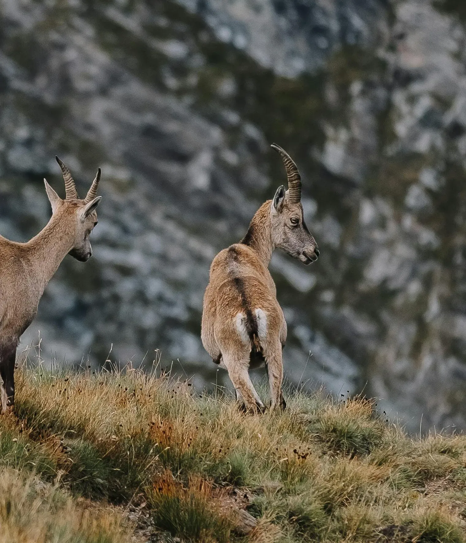 Pexels lorenzomessinaph 28210182