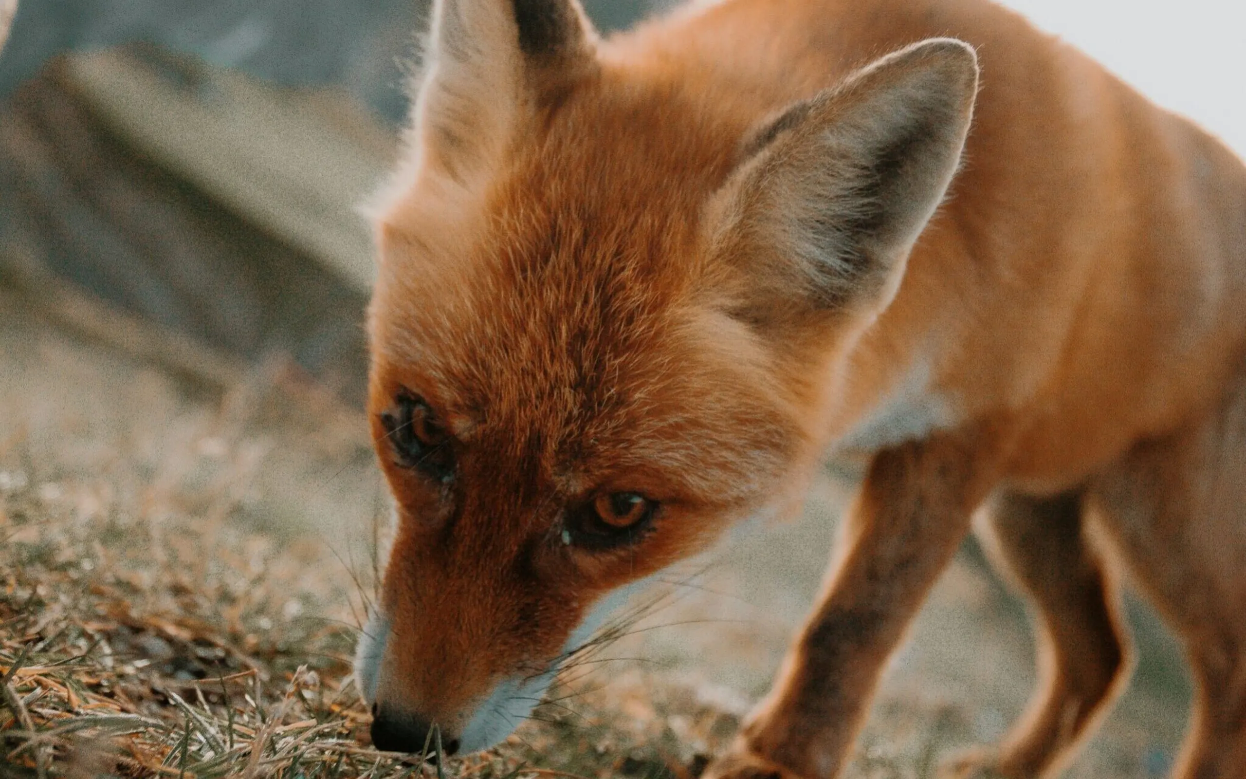 Chris henry z Gd DT 1q KQU unsplash