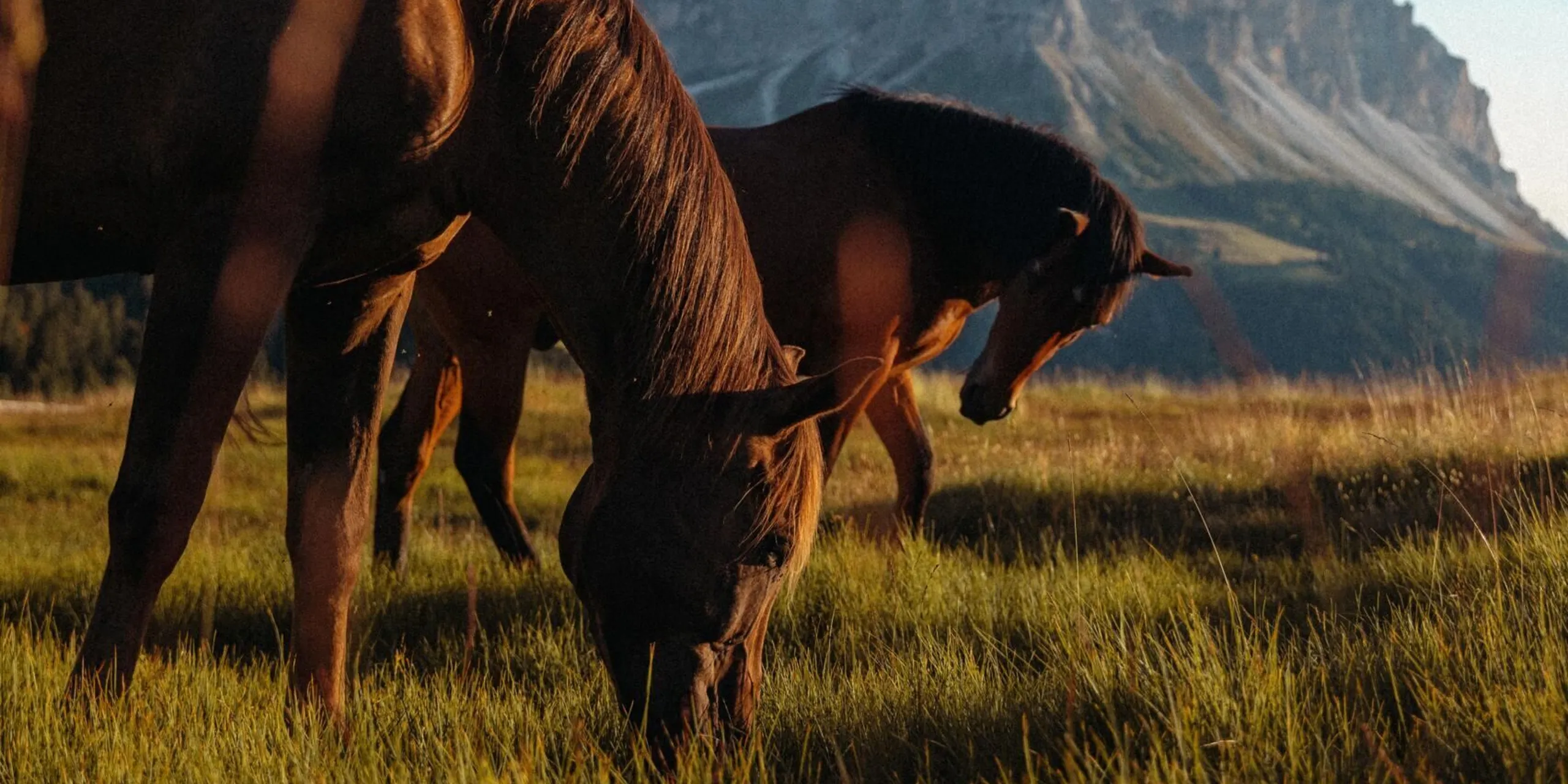 Cavalli Ütia de Börz - Immagine Homepage