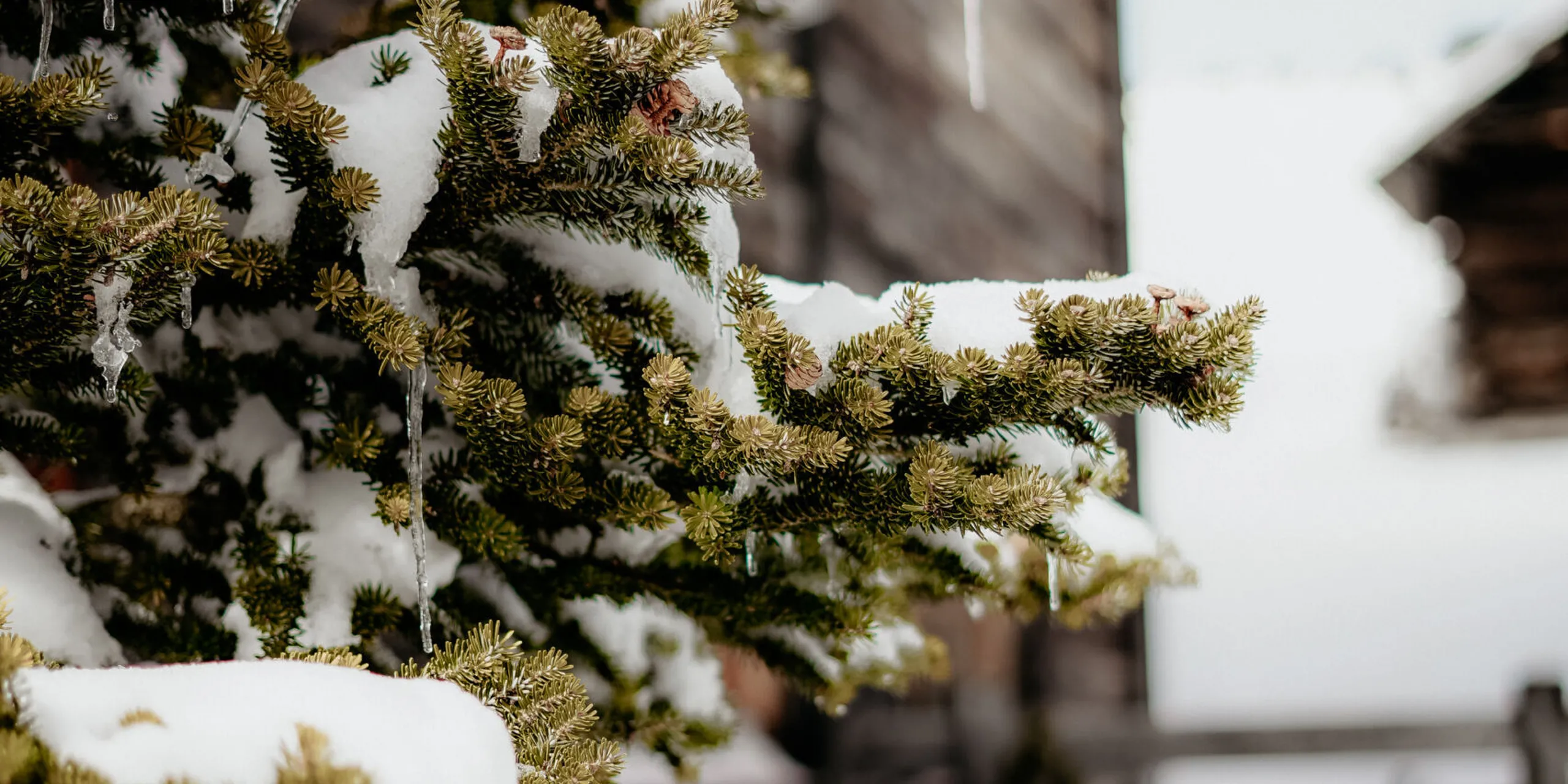 Ütia de Börz Inverno